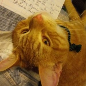 Bob Louie    (Not for Sale)